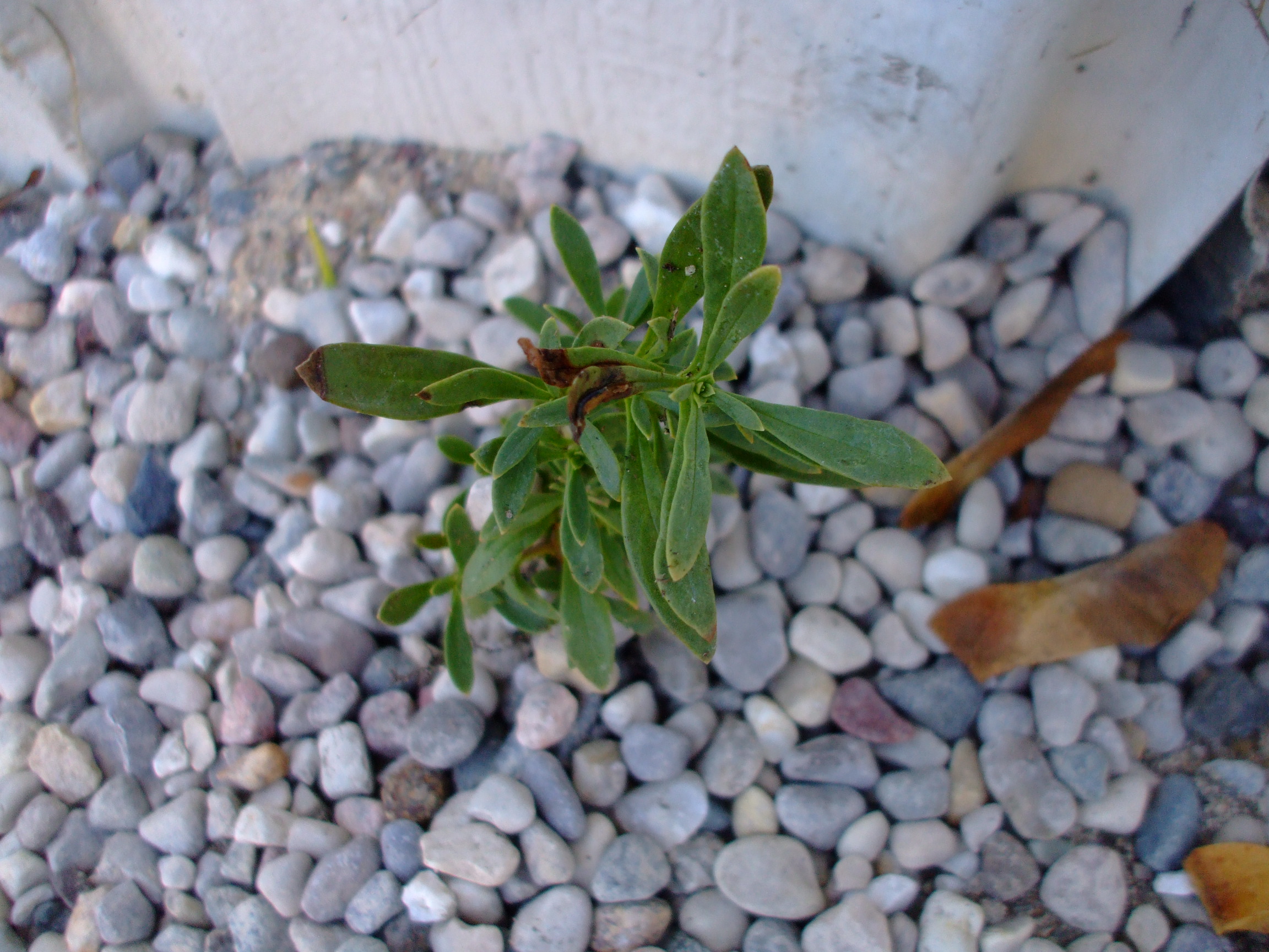 Penstemon fruticosus